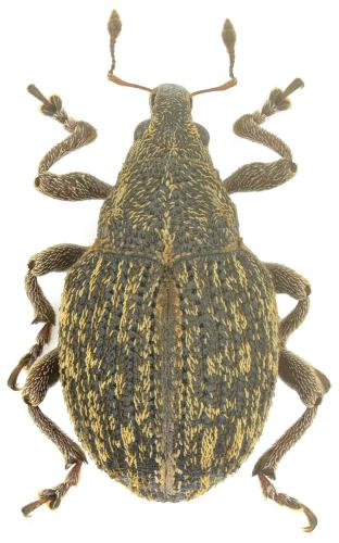 Réf. 354 899 : Rhinoncus inconspectus